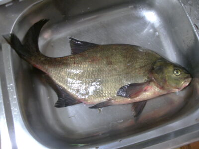 Karšis, 1,8 kg — Apušys