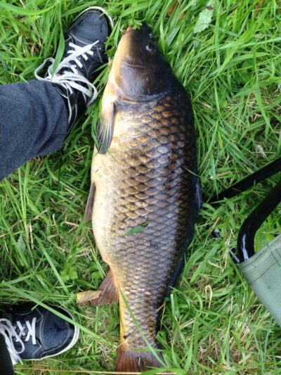 Paprastasis karpis, 7,6 kg