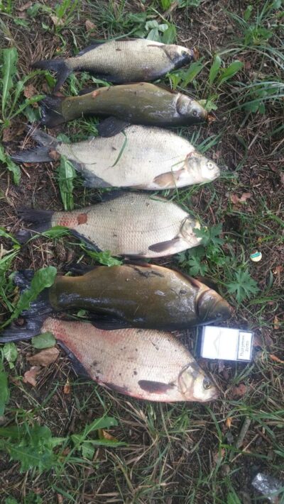 Lynas, 1,2 kg — Aukštadvario HE