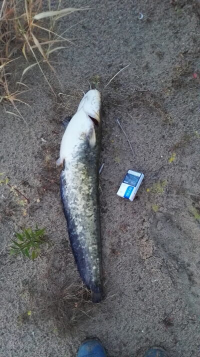 šamas, 2,5 kg — Nemunas