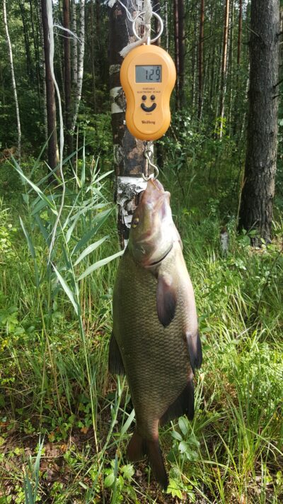 Karšis, 1,3 kg — Kiaunas