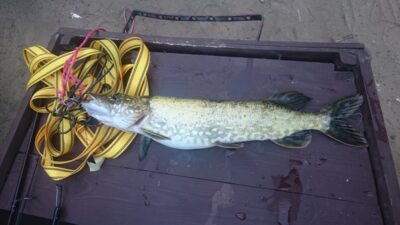 Lydeka, 1,0 kg — Žeimenys