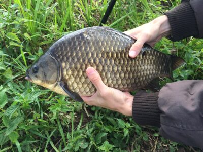 Sidabrinis karosas, 1,6 kg — Tverų