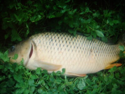 Paprastasis karpis, 6,3 kg — Kareivonių