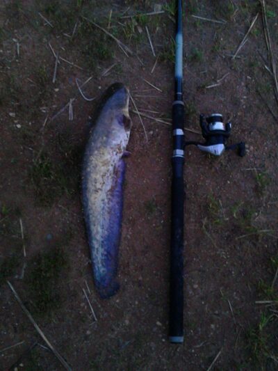 šamas, 2,0 kg — Sartai