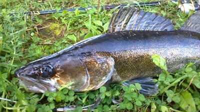 Starkis, 1,8 kg — Ekrano gamyklos