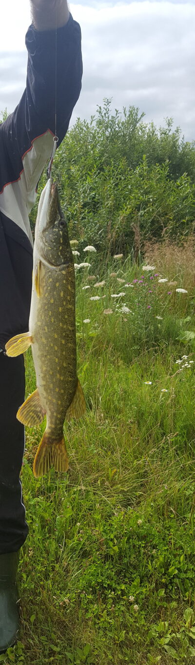 Lydeka, 2,0 kg
