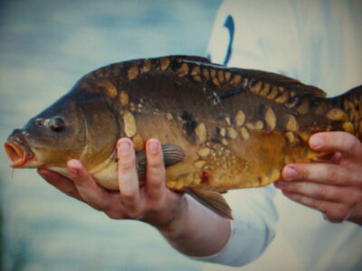 Paprastasis karpis, 9,0 kg — Gilūšis