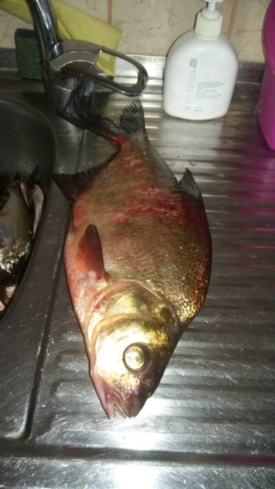 Karšis, 1,0 kg