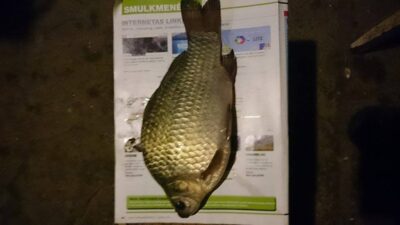 Sidabrinis karosas, 0,5 kg — Sujainių