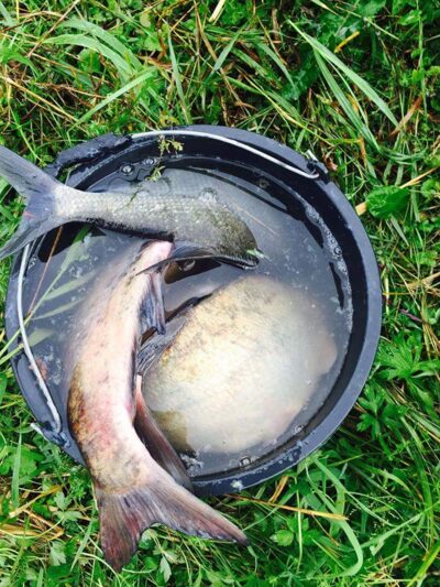 Karšis, 1,9 kg — Viešvilės I-asis