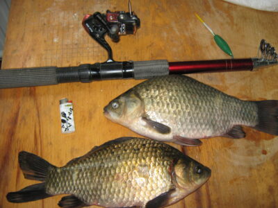 Sidabrinis karosas, 1,4 kg — Sausas