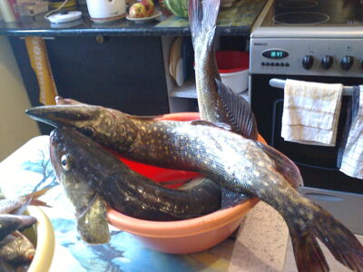 Starkis, 2,5 kg
