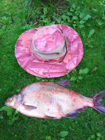 Karšis, 1,9 kg
