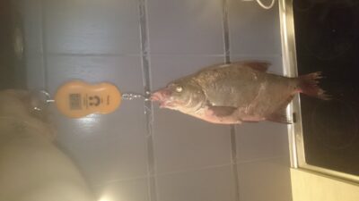 Karšis, 1,0 kg — Strėva