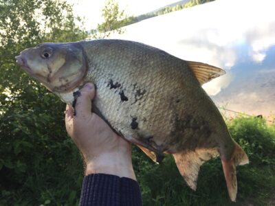 Karšis, 2,0 kg — Lampėdis