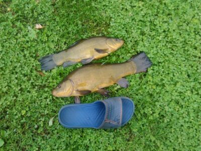 Lynas, 1,3 kg — Jurgežerių