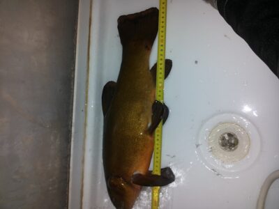 Lynas, 1,5 kg — Ljungbyån