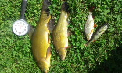 Lynas, 0,8 kg