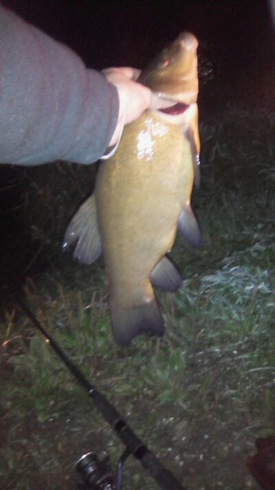Lynas, 2,6 kg — Ubiškės