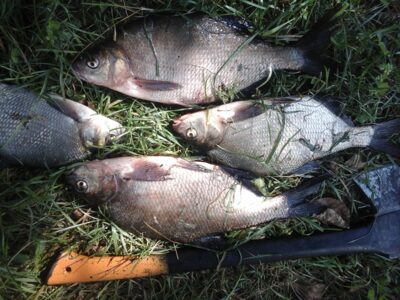 Karšis ×4 — Kiaunas