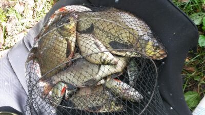 Karšis, 1,1 kg — Dūriai