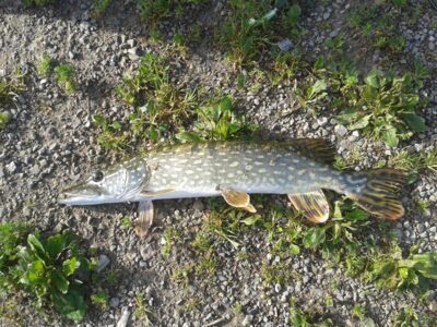 Lydeka, 1,3 kg — Talkša