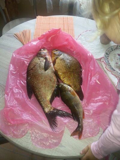 Auksinis karosas, 0,7 kg