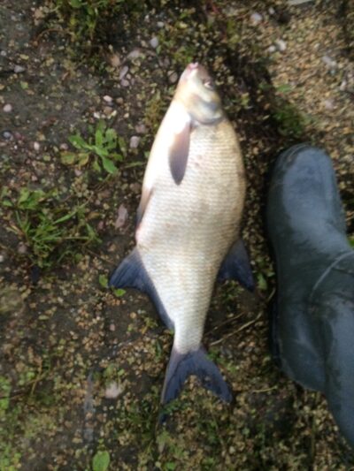 Karšis, 1,8 kg