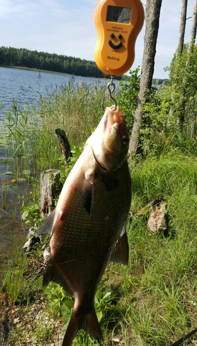 Karšis, 0,8 kg — Kiaunas