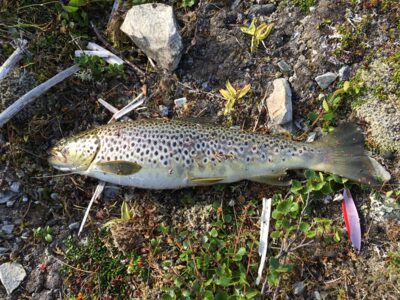 Upėtakis, 0,7 kg — Storvannet