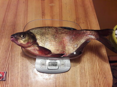 Karšis, 2,6 kg — Skaistė