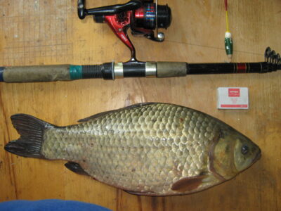 Sidabrinis karosas, 1,7 kg — Sausas