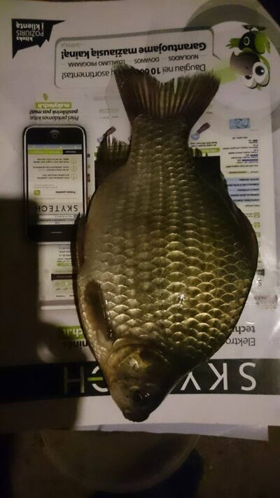 Sidabrinis karosas, 0,4 kg — Sujainių