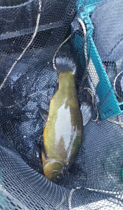 Lynas, 2,1 kg — Andriškių