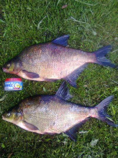 Karšis, 1,8 kg — Mūša