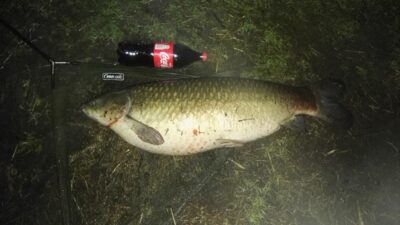 Baltasis amūras, 11,4 kg