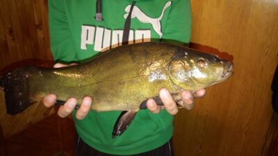 Lynas, 1,9 kg — Paežerių