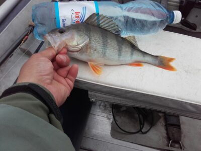 Ešerys, 0,4 kg