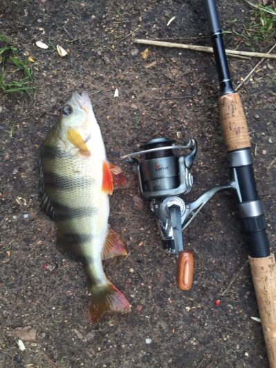 Ešerys, 0,4 kg — Eišiškių HE