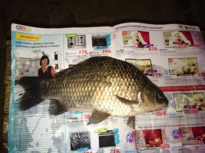 Sidabrinis karosas, 0,5 kg — Sujainių