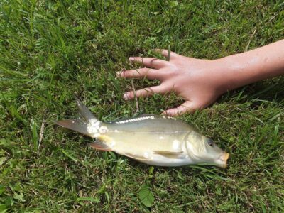 Paprastasis karpis, 0,6 kg