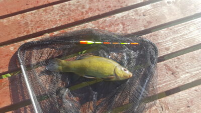 Lynas, 0,6 kg — Lamėstas