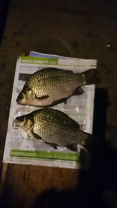 Sidabrinis karosas, 0,3 kg — Sujainių
