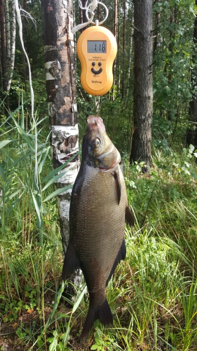 Karšis, 1,2 kg — Kiaunas