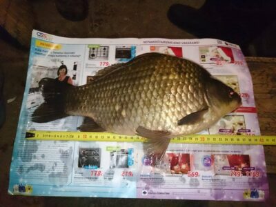 Sidabrinis karosas, 1,2 kg — Sujainių