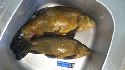 Lynas, 1,6 kg