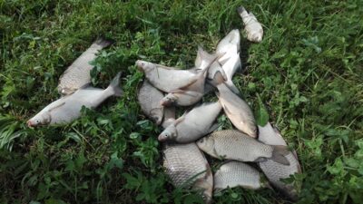 Paprastasis karpis — RUSNĖ