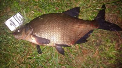Karšis, 2,1 kg — Žvernas