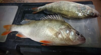 Ešerys, 0,4 kg — Kuršių